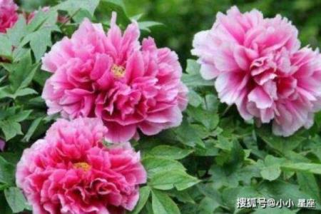 风韵犹存是什么生肖 风韵犹存对应的属相