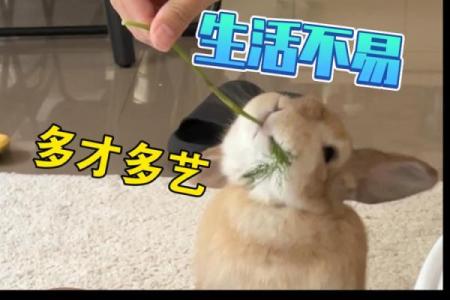 铁石心肠”打一个生肖动物 铁石心肠对应的生肖是哪个