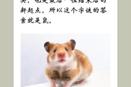 马马虎虎”打一准确生肖 马马虎虎猜一生肖答案