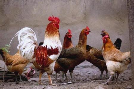 2025年属鸡的幸运色和忌讳色分别是什么颜色？