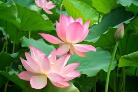 野外风光是什么生肖 野外风光对应生肖查询