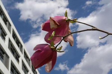 风暖日丽是什么生肖 风暖日丽打一生肖答案