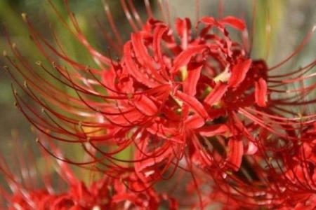 高人一等指什么生肖 什么生肖代表高人一等