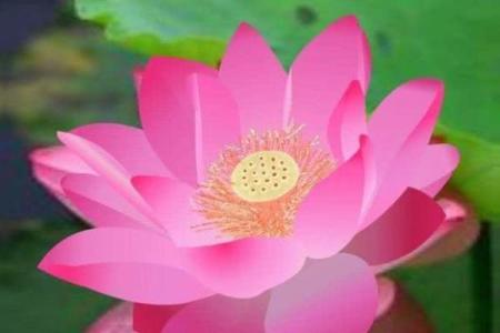 风韵犹存打一个生肖 风韵犹存对应生肖解析