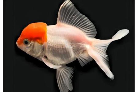 鸿运当头是指什么动物 家里养什么鱼招财鸿运当头