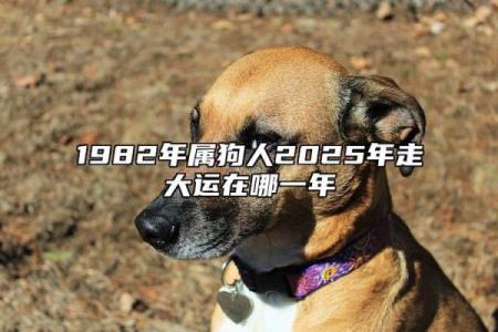 82年出生的属狗人在2025年健康运程详解，需要注意哪些方面？